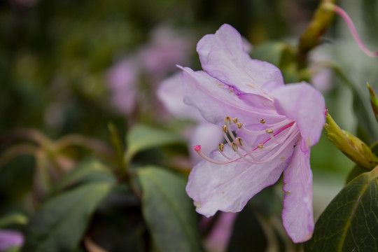 杜鹃花