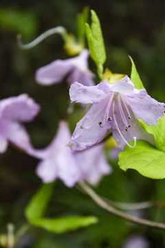 粉色杜鹃花