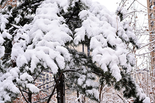 春雪