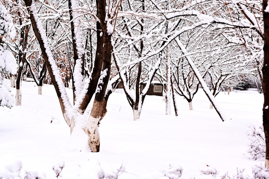 春雪