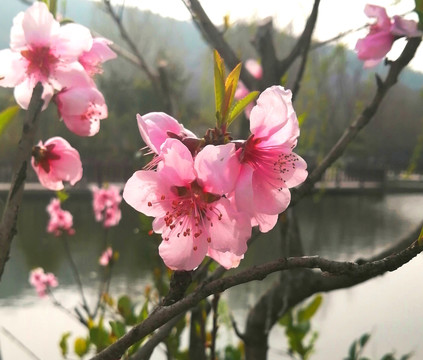 桃花绽放春天