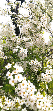 白色的花珍珠花