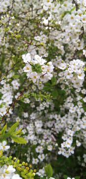 白色的小花珍珠花
