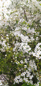 白色花卉喷雪花
