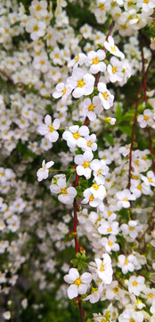 白色小花珍珠花