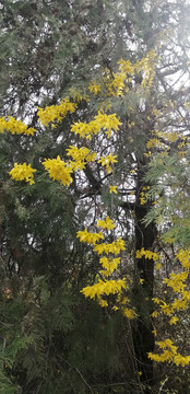 迎春花春天黄色的花