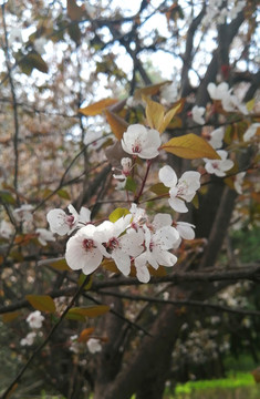 紫叶李春花浪漫