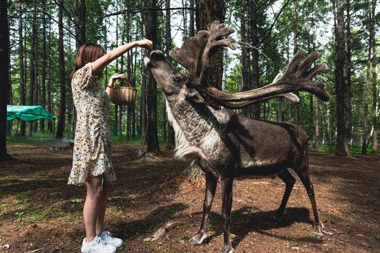 森林女孩喂食驯鹿