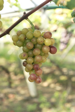 葡萄园里的葡萄