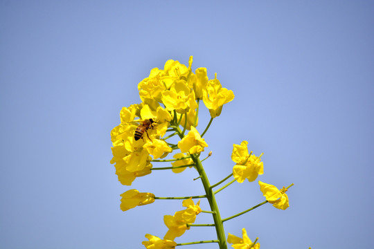 蜜蜂采花