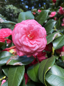 雨后山茶花