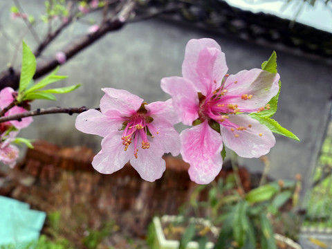 雨后桃花