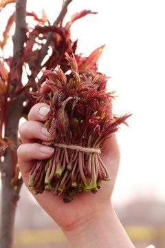 红油香椿芽