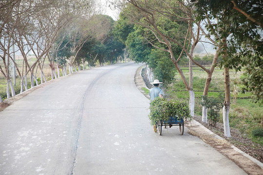 城乡公路上的三轮车