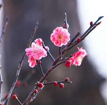 春天的花朵