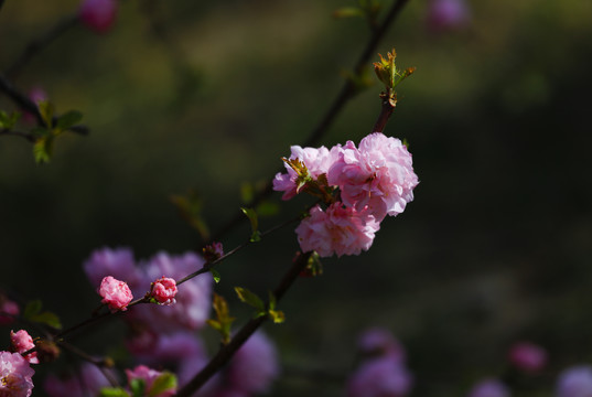 春天的花朵
