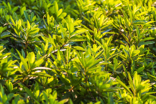 春天绿色植物背景树叶小草