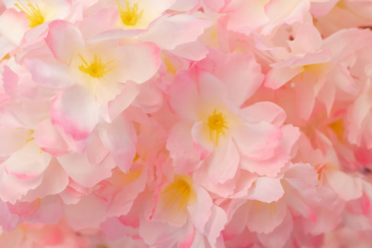 花朵花卉粉色樱花背景