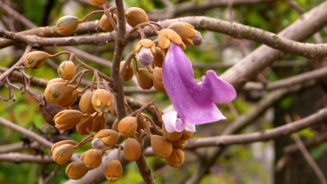 泡桐花