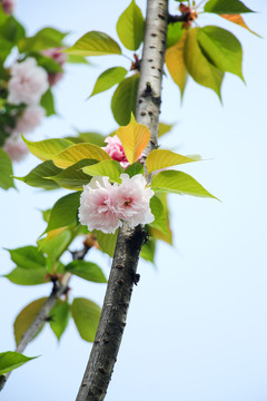 樱花