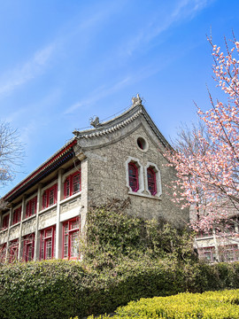 北京大学静园盛开的红梅花