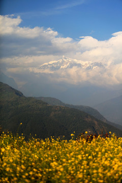 尼泊尔雪山脚下油菜花