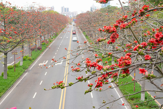 城市道路木棉花