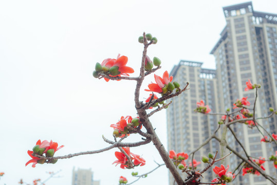 木棉花特写