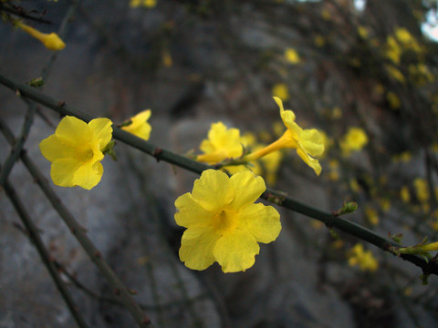 迎春花