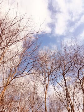 光秃秃的树枝与天空