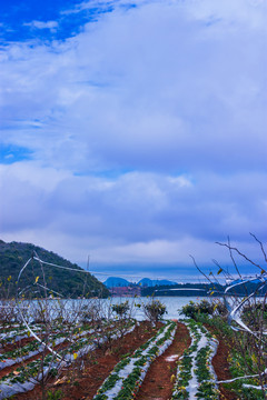 草莓田园