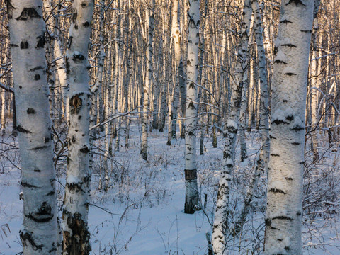 冬季清晨白桦林
