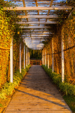 植物廊道