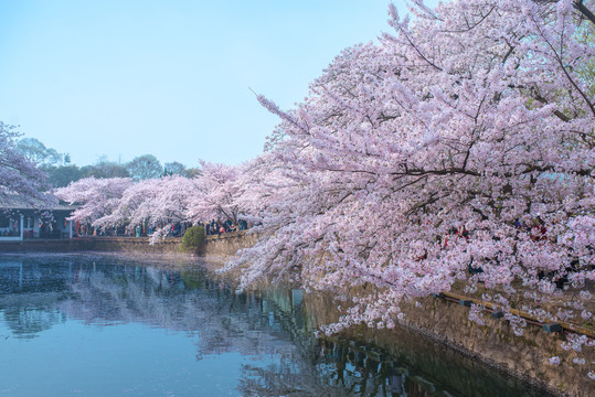 樱花
