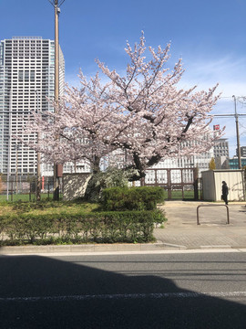 春天樱花街道