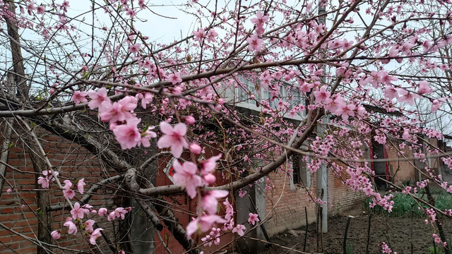 乡间美丽的桃花