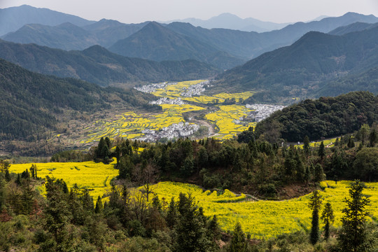 婺源江岭油菜花