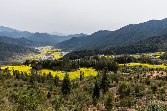 婺源江岭油菜花