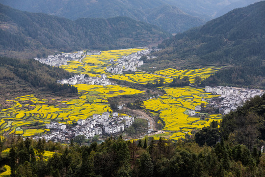 婺源江岭油菜花