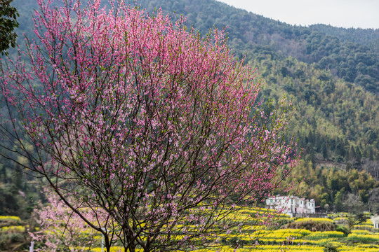 婺源江岭油菜花