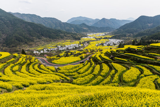 婺源江岭油菜花