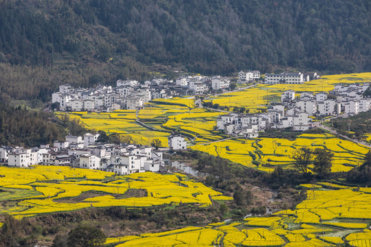 婺源江岭油菜花