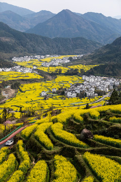 婺源江岭油菜花