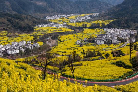 婺源江岭油菜花