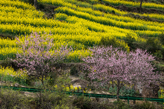 婺源江岭油菜花