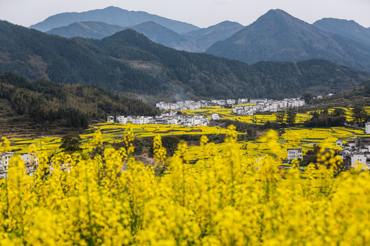 婺源江岭油菜花