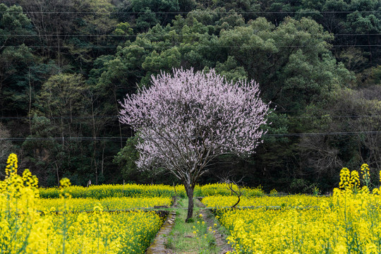 婺源晓起村