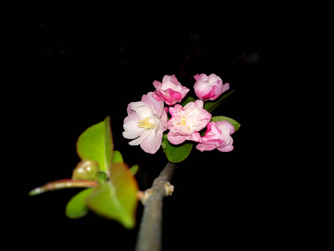 海棠花