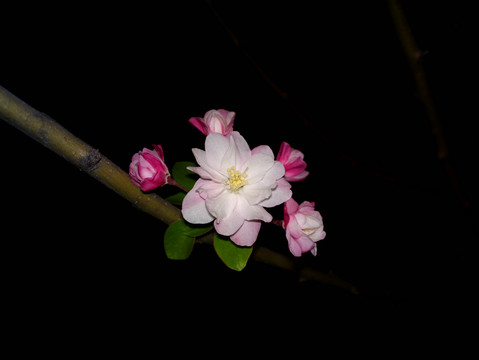 海棠花