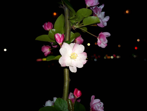 海棠花